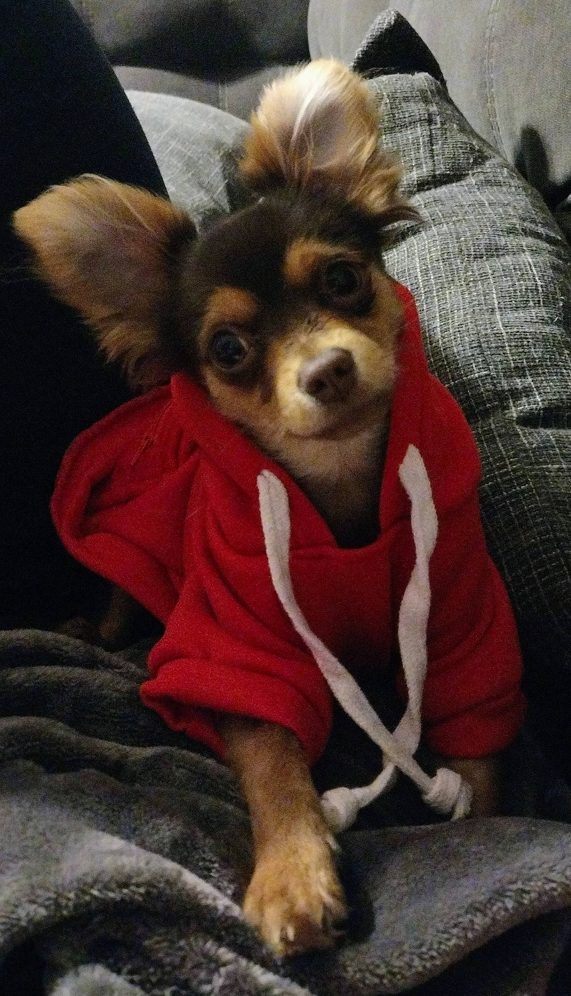 Stoick joined the competition — help win amazing prizes! canidae, carnivore, comfort, companion_dog, corgi_chihuahua, costume, dog, dog_breed, dog_clothes, dog_supply, ear, fawn, fur, puppy, russkiy_toy, snout, sporting_group, toy_dog, whiskers, working_animal