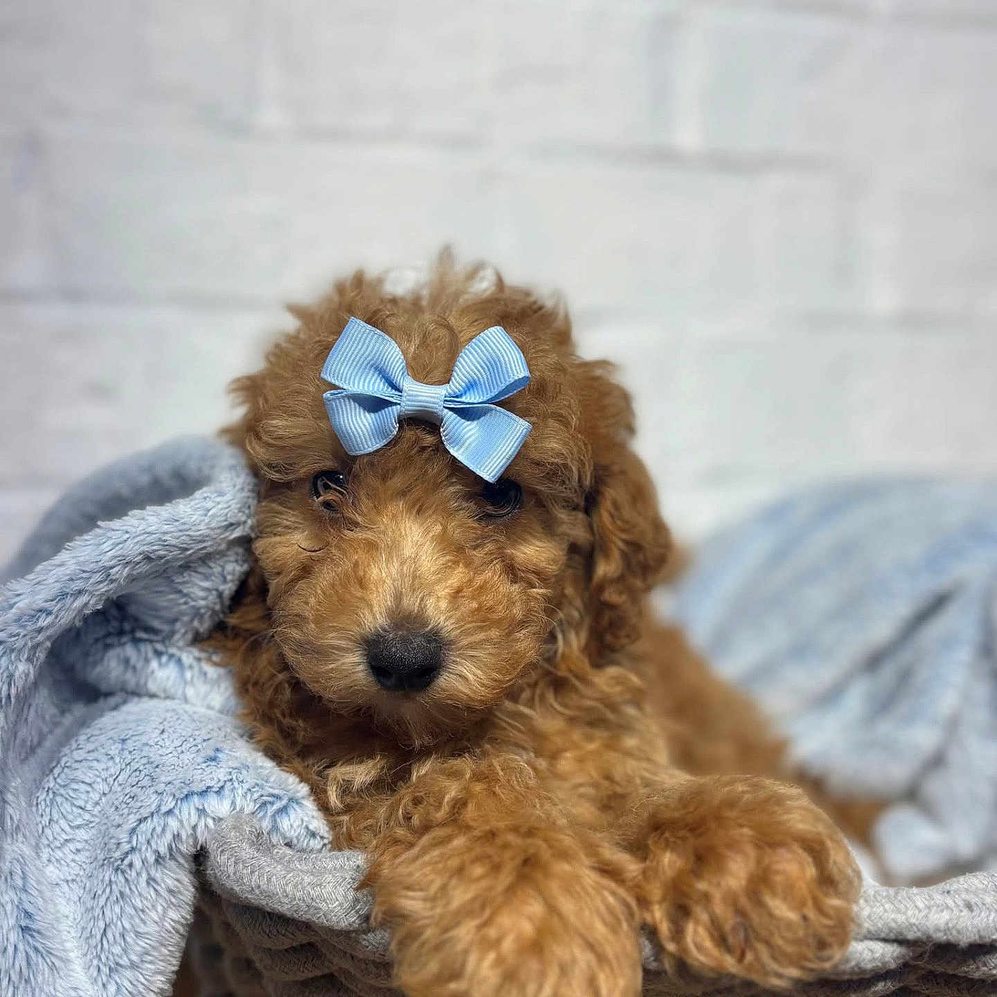 Hoosier is registered to the contest to win money with this photo: adorable, animal, basket, blanket, blue_bow, bow, brown_dog, companion, cozy, curly_fur, cute, dog, furry, indoor, pet, portrait, puppy, resting, small_dog, soft_texture