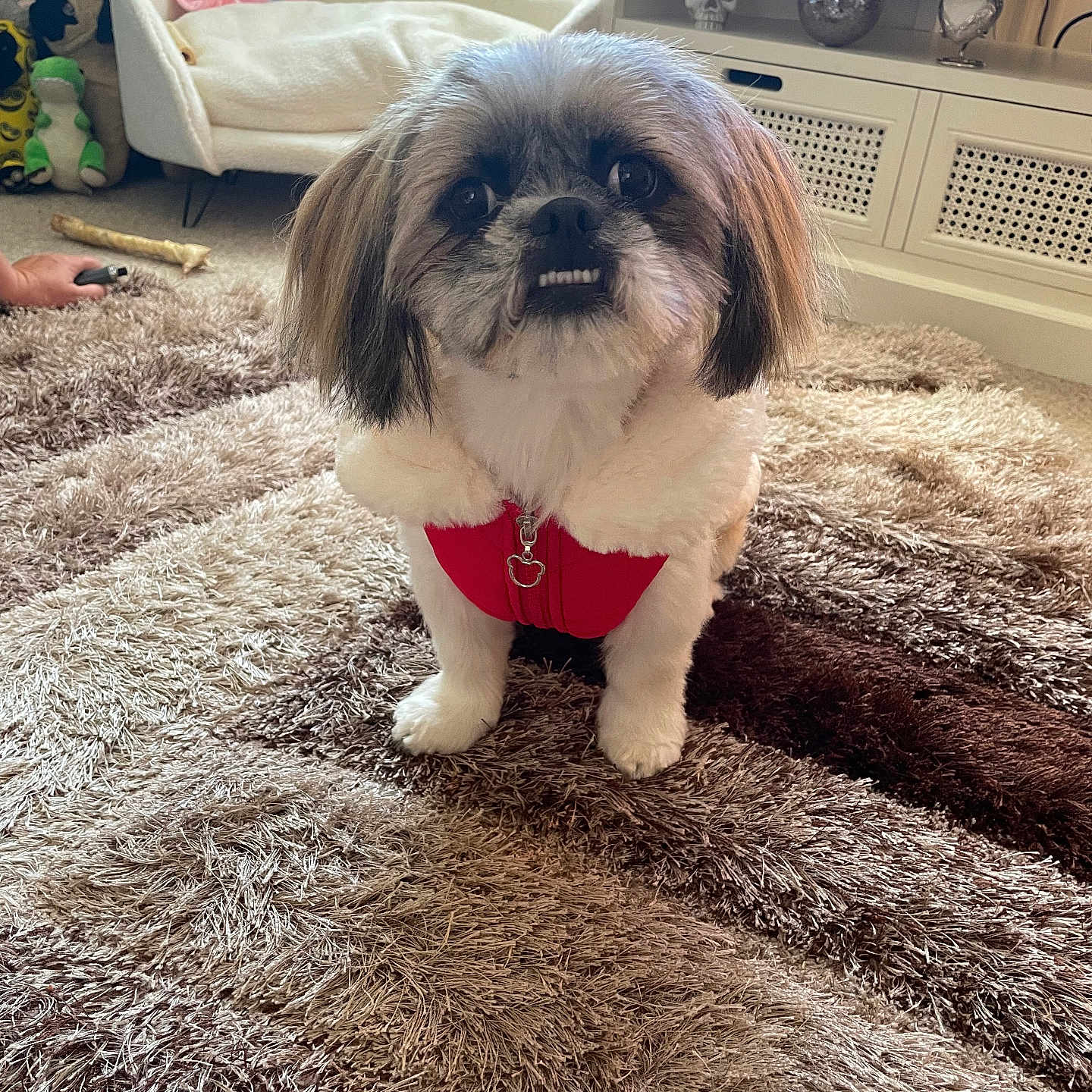 Luna is registered to the contest to win money with this photo: affenpinscher, animal, architecture, building, canine, couch, crib, cushion, dog, furniture, homedecor, indoors, infantbed, interiordesign, livingroom, person, pet, puppy, room, terrier