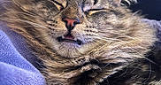Okemo joined the competition — help win amazing prizes! cat, tabby, sleeping, fluffy, close_up, whiskers, feline, pet, cozy, blanket, purple, fur, cute, relaxed, animal, indoor, resting, tongue_out, soft, nap
