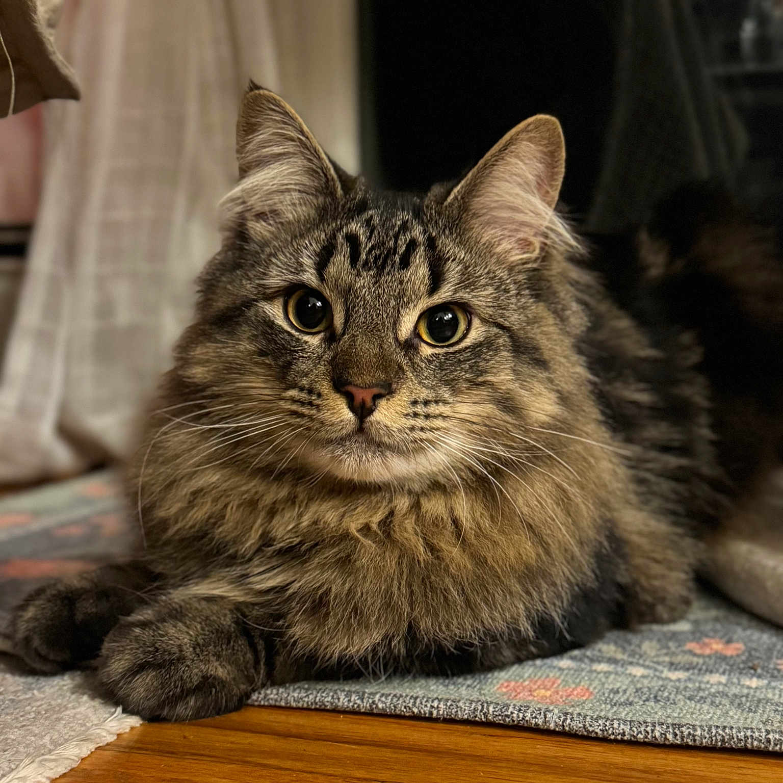Okemo joined the competition — help win amazing prizes! cat, tabby, fluffy, feline, pet, indoor, animal, mammal, fur, whiskers, ears, eyes, paws, relaxed, curious, wooden_floor, rug, closeup, portrait, domestic_cat