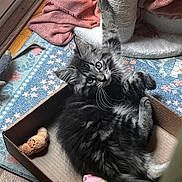 Okemo is registered to the contest to win money with this photo: kitten, cat, cardboard_box, scratching_post, plush_toy, rug, blanket, wood_floor, indoor, pet, feline, playful, fur, whiskers, paw, relaxed, cute, cozy, animal, domestic