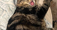 Okemo joined the competition — help win amazing prizes! animal, blanket, cat, cozy, cute, domestic_cat, feline, fur, indoor, lap, mammal, paws, pet, relaxed, resting, sleepy, striped_fur, tabby, whiskers, yawning
