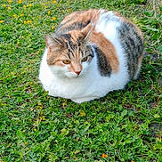 Timili participe au concours pour gagner de l'argent avec cette photo : cat, calico, animal, pet, grass, greenery, flowers, outdoor, nature, feline, fur, resting, leaf, plant, wildlife, mammal, closeup, cute, whiskers, alert