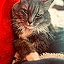 cat, gray_cat, fluffy_fur, whiskers, red_cushion, relaxed, indoor, pet, close_up, portrait, soft_light, feline, animal, cozy, resting, cute, domestic_cat, fur_texture, eyes, paw