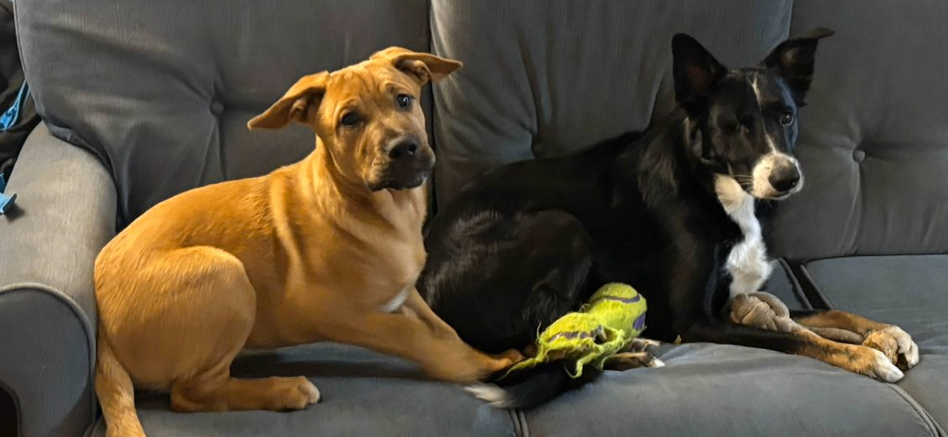 Baloo participe au concours pour gagner de l'argent avec cette photo : animal, ball, bulldog, canine, couch, dog, furniture, germanshepherd, hound, indoors, interiordesign, labradorretriever, pet, pointer, puppy, racket, sport, tennis, tennisball, tennisracket