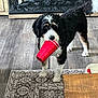 dog, indoor, red_cup, carpet, wooden_floor, curious, pet, black_and_white, fur, animal, floor, home, table, staring, playful, domestic, standing, toy, chewing, curious_look