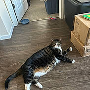 Jack is registered to the contest to win money with this photo: cat, tabby_cat, indoor, wooden_floor, cardboard_box, food_dish, pet, relaxed, feline, paw, lying_down, home, domestic_animal, striped, whiskers, tail, curious, flooring, cozy, household_items