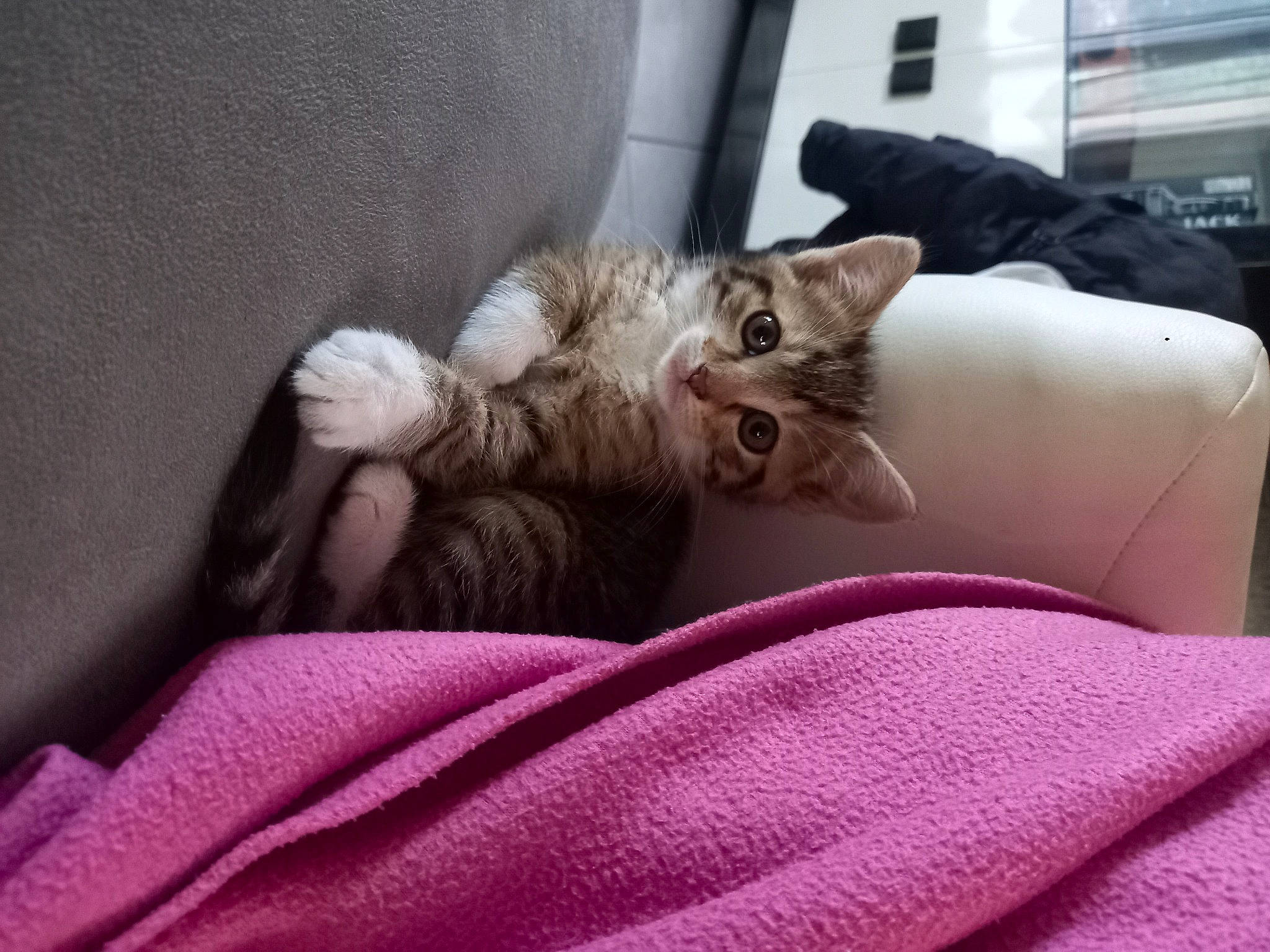 Isis a rejoint le concours — aidez-le/la à gagner de superbes lots ! bedding, carnivore, cat, claw, comfort, couch, domestic_short_haired_cat, fawn, felidae, fur, grey, human_leg, linens, magenta, paw, room, small_to_medium_sized_cats, tail, vehicle, whiskers