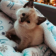 Pepper joined the competition — help win amazing prizes! kitten, cat, blanket, cozy, indoor, holiday, christmas_tree, decorations, lights, fur, cute, pet, animal, soft, snuggle, warm, comfort, small, young, adorable