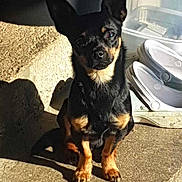 Ulysse participe au concours pour gagner de l'argent avec cette photo : alert, animal, black_dog, companion, concrete, daylight, dog, domestic, ears_up, floor, outdoor, pet, plastic_container, shadow, shoe, sitting, small_dog, sunlight, tan_markings, texture
