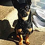 alert, animal, black_dog, companion, concrete, daylight, dog, domestic, ears_up, floor, outdoor, pet, plastic_container, shadow, shoe, sitting, small_dog, sunlight, tan_markings, texture