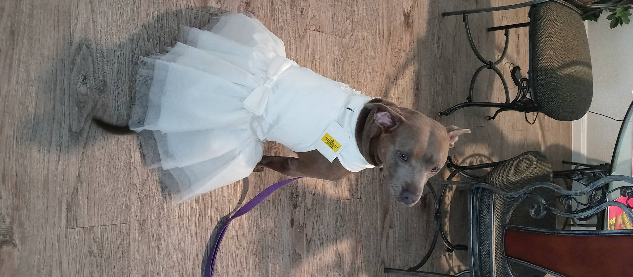 Harley is registered to the contest to win money with this photo: canidae, carnivore, collar, companion_dog, dog, dog_breed, dog_collar, dog_supply, electrical_supply, electrical_wiring, fashion_accessory, fawn, flooring, leash, pet_supply, snout, sporting_group, tail, wire, working_animal