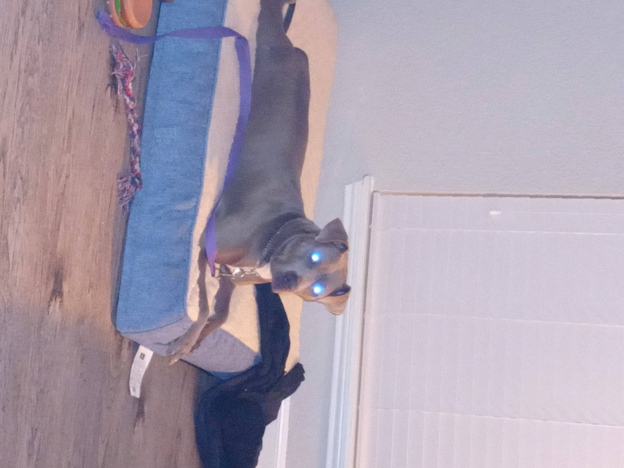 Harley is registered to the contest to win money with this photo: dog_breed, dress, elbow, electric_blue, event, fawn, gesture, hardwood, human_leg, knee, purple, sleeve, sporting_group, street_fashion, sunglasses, thigh, trunk, waist, wood, wrist