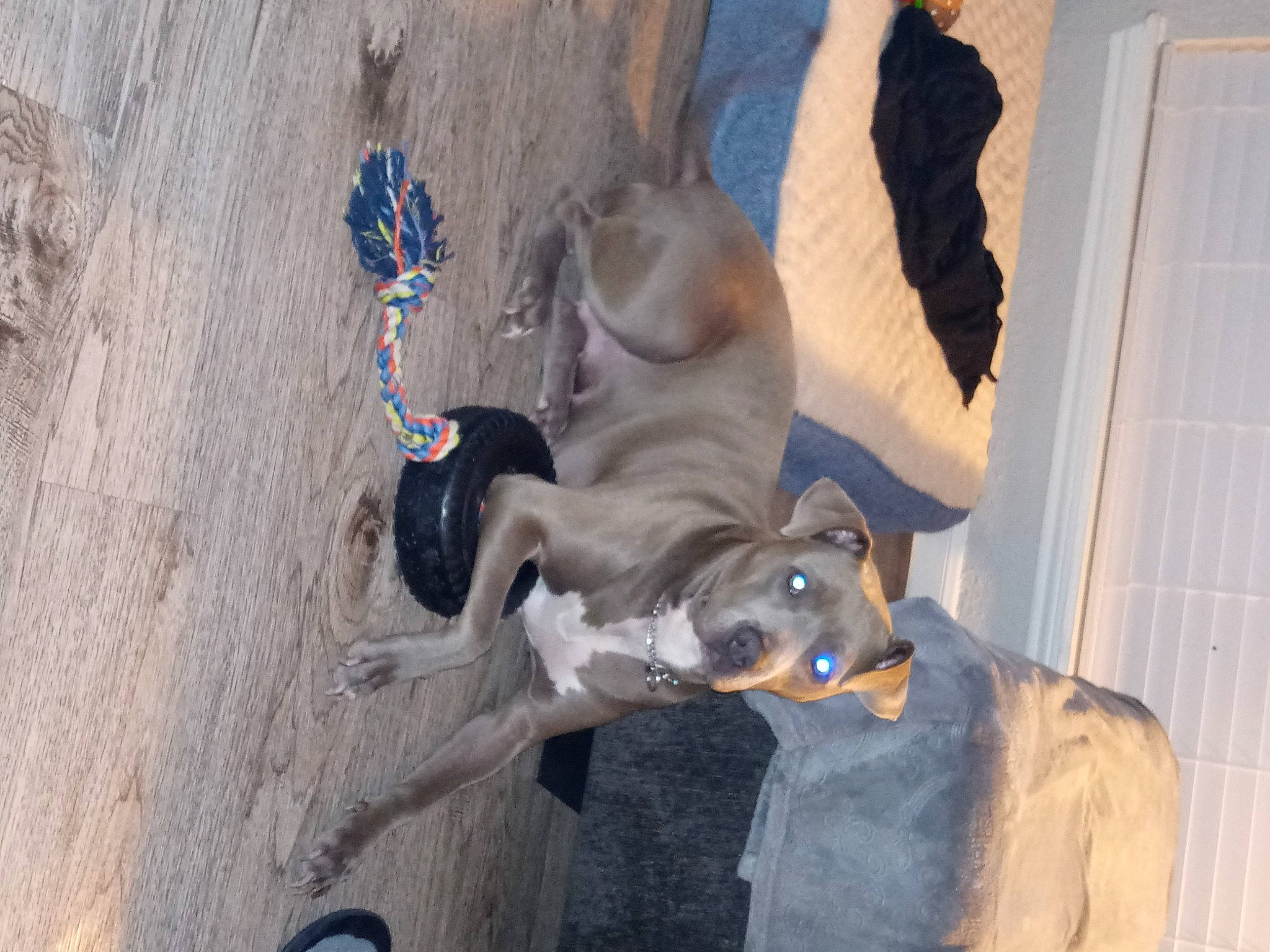 Harley joined the competition — help win amazing prizes! adventure, canidae, carnivore, collar, companion_dog, concrete, dog, dog_breed, dog_collar, dog_supply, fawn, fur, hat, leash, non_sporting_group, pet_supply, snout, sporting_group, working_animal