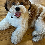 Teddie joined the competition — help win amazing prizes! dog, puppy, curly_fur, brown_and_white, happy, smiling, pet, canine, lying_down, floor, wooden_floor, indoor, cute, fluffy, companion, friendly, animal, adorable, playful, domestic