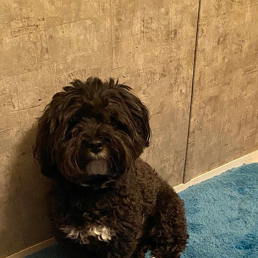Shadow is registered to the contest to win money with this photo: animal, black_dog, blue_rug, calm, companion, cozy, curly_fur, cute, dog, domestic, floor, fluffy, fur, indoor, pet, portrait, sitting, small_dog, textured_wall, white_patch