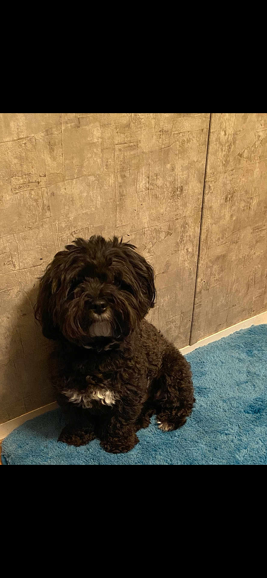 Shadow is registered to the contest to win money with this photo: dog, black_dog, curly_fur, white_patch, pet, indoor, blue_rug, textured_wall, sitting, cute, small_dog, fluffy, animal, companion, portrait, floor, fur, domestic, calm, cozy