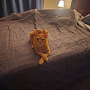 Butters joined the competition — help win amazing prizes! cat, ginger_cat, bed, blanket, bedroom, lamp, headboard, curtain, quilt, ginger_fur, paws_crossed, looking_at_camera, indoor, pet, cozy, nightstand, furniture, portrait, soft_lighting, sleepy