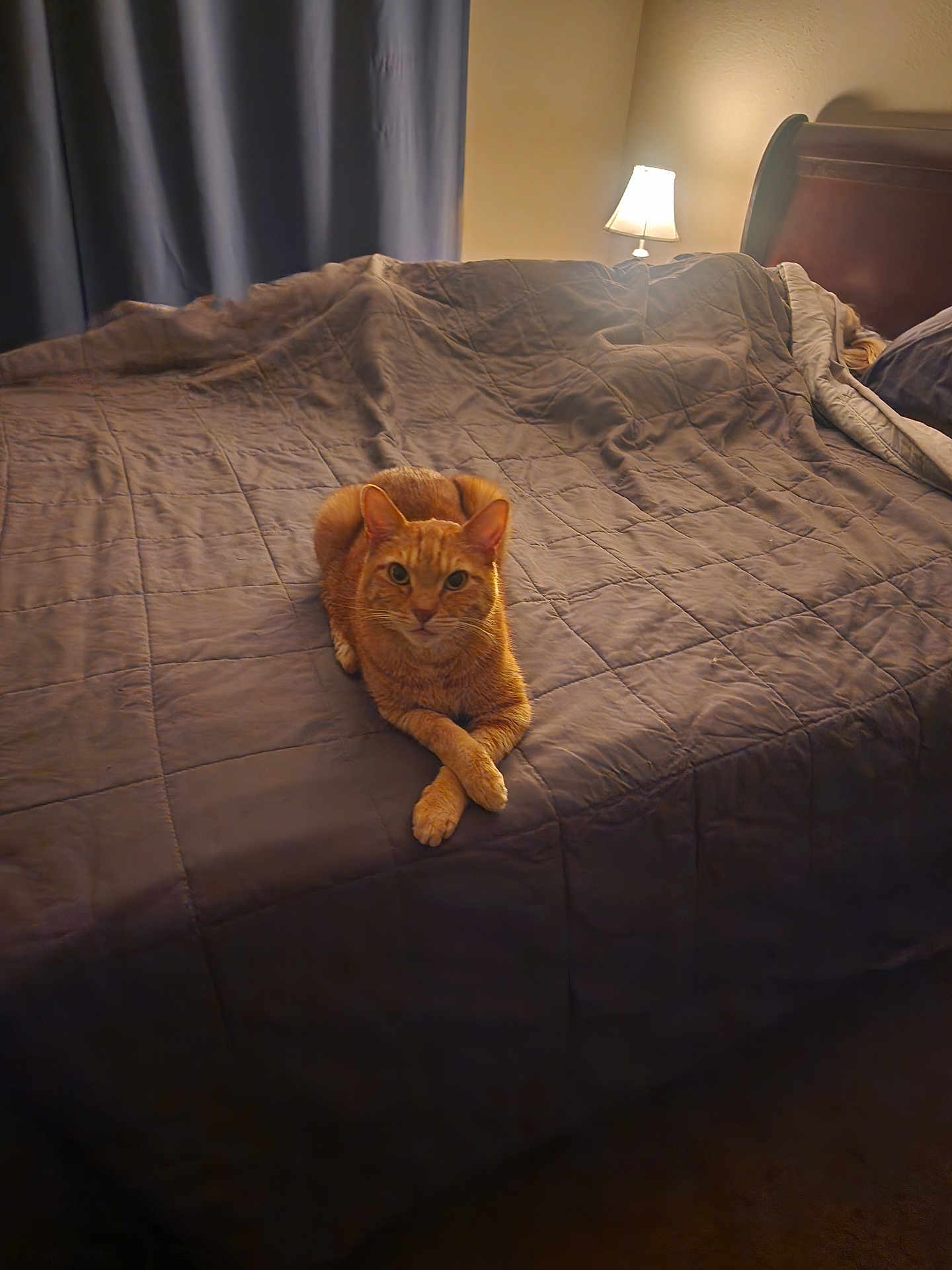 Butters joined the competition — help win amazing prizes! cat, ginger_cat, bed, blanket, bedroom, lamp, headboard, curtain, quilt, ginger_fur, paws_crossed, looking_at_camera, indoor, pet, cozy, nightstand, furniture, portrait, soft_lighting, sleepy