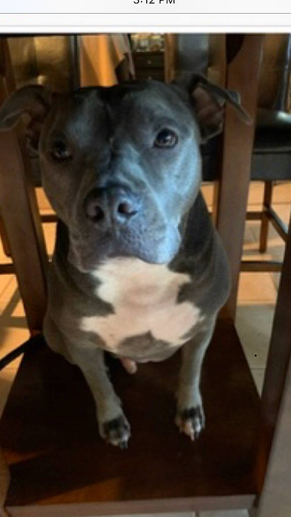 Tuna joined the competition — help win amazing prizes! canidae, carnivore, chair, companion_dog, dog, dog_breed, fawn, guard_dog, hardwood, non_sporting_group, snout, sporting_group, whiskers, wood, working_animal