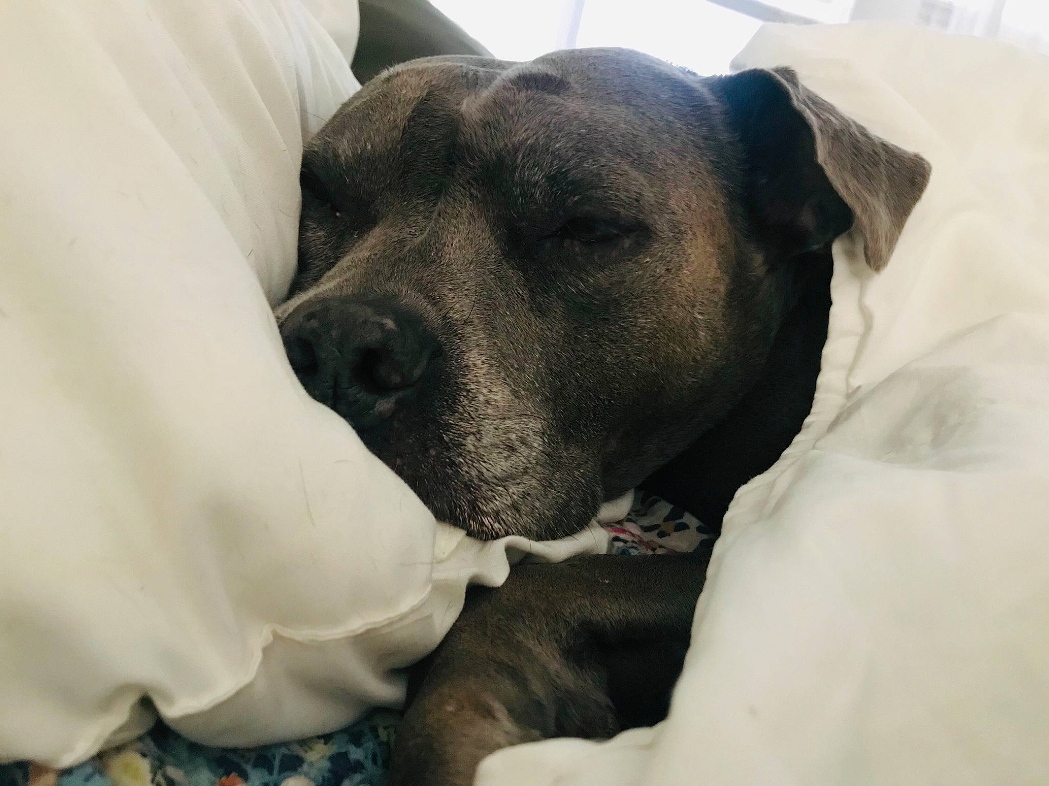 Tuna joined the competition — help win amazing prizes! canidae, carnivore, collar, comfort, companion_dog, dog, dog_breed, ear, eye, fawn, fur, gesture, great_dane, guard_dog, nap, snout, sporting_group, terrestrial_animal, whiskers, working_animal