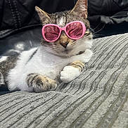 Cuddles is registered to the contest to win money with this photo: blanket, cat, close_up, couch, cozy, cute, domestic_cat, feline, indoor, leather_furniture, lying_down, pet, pink_sunglasses, relaxed, resting, striped_fur, sunglasses, tabby, whiskers, white_fur