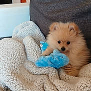 Winni participe au concours pour gagner de l'argent avec cette photo : animal, blanket, comfort, couch, cozy, cute, dog, fluffy, fur, furniture, home, indoor, pet, plush_toy, pom, puppy, relaxing, resting, small_dog, toy