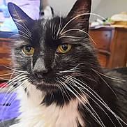 Otis is registered to the contest to win money with this photo: cat, black_and_white, whiskers, yellow_eyes, close_up, indoor, furniture, blurred_background, pet, animal, face, fur, curious, portrait, domestic_cat, indoors, mammal, whisker_detail, black_fur, white_fur