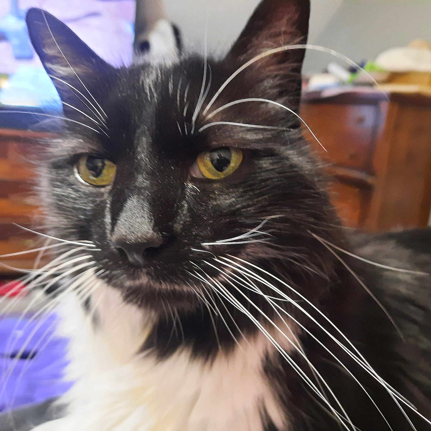 Otis