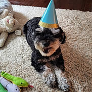 Maizey joined the competition — help win amazing prizes! dog, party_hat, carpet, stuffed_animal, toy, snake_toy, black_and_white, pet, indoor, floor, happy, playful, lying_down, fur, celebration, closeup, animal, cute, home, canine