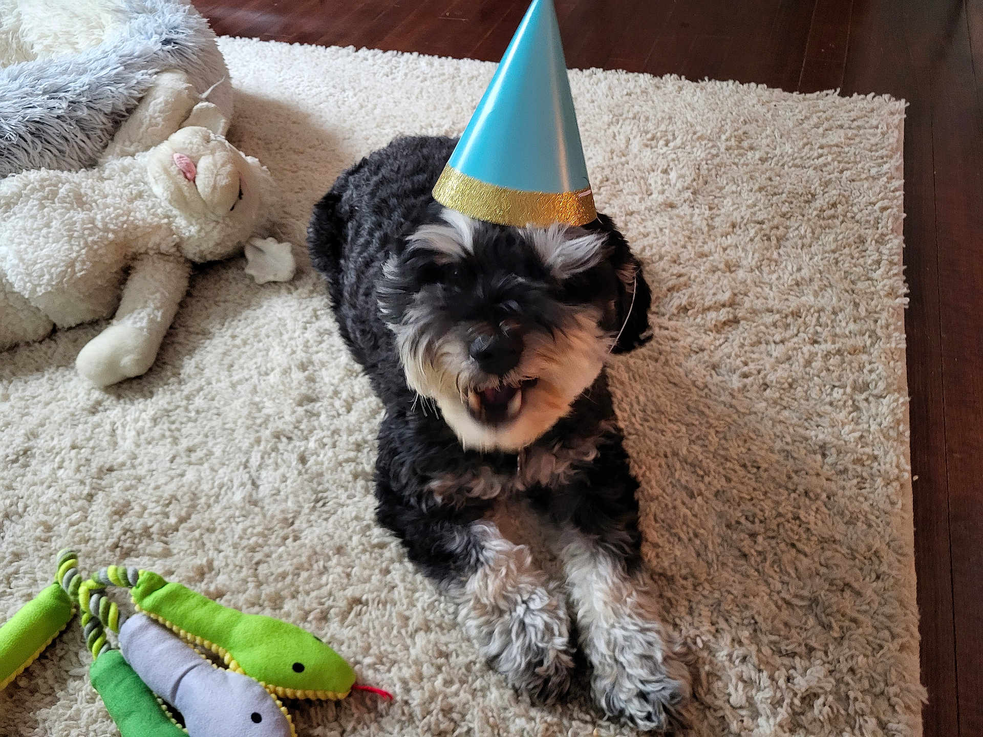 Maizey joined the competition — help win amazing prizes! dog, party_hat, carpet, stuffed_animal, toy, snake_toy, black_and_white, pet, indoor, floor, happy, playful, lying_down, fur, celebration, closeup, animal, cute, home, canine