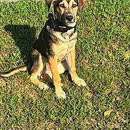 Dewey is registered to the contest to win money with this photo: alert, animal, black_fur, brown_fur, canine, collar, daylight, dog, ears, face, grass, ground, looking, nature, outdoor, pet, shadow, sidewalk, sitting, sunlight