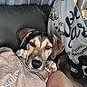 Dewey joined the competition — help win amazing prizes! arm, black, blanket, brown, canine, closeup, comfort, couch, cozy, dog, fur, home, indoor, laying, pet, puppy, relaxed, resting, snuggled, white