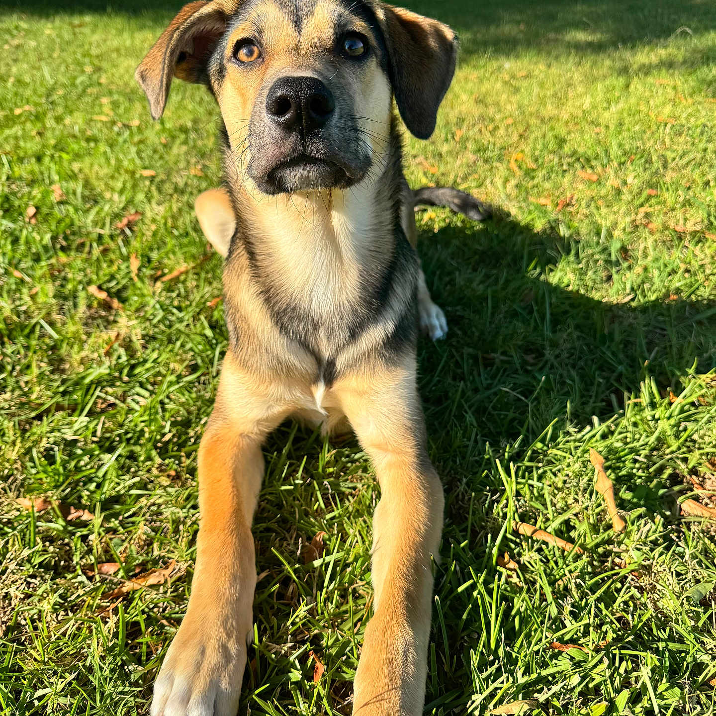 Dewey joined the competition — help win amazing prizes! animal, backyard, canine, closeup, daylight, dog, ears, eyes, fur, grass, lawn, mammal, nature, nose, outdoor, paw, pet, portrait, relaxing, sunlight