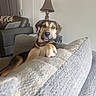 Dewey joined the competition — help win amazing prizes! animal, black, brown, canine, companion, couch, cozy, cute, dog, domestic_animal, ears, furniture, home, indoor, living_room, pet, pillows, relaxed, tongue_out, white