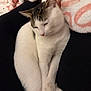 Snow joined the competition — help win amazing prizes! animal, black, blanket, cat, comfort, cozy, cute, domestic_cat, feline, indoor, lap, pet, pink, relaxed, resting, sleepy, soft_texture, tabby, white, white_fur
