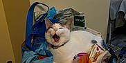 Snow joined the competition — help win amazing prizes! animal, cat, collar, colorful, container, cozy, domestic, fabric, feline, household_items, indoor, metal_rack, pet, relaxed, resting, still_life, striped_bag, tote_bag, white_cat, yawning