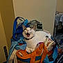 animal, cat, collar, colorful, container, cozy, domestic, fabric, feline, household_items, indoor, metal_rack, pet, relaxed, resting, still_life, striped_bag, tote_bag, white_cat, yawning