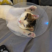 Snow is registered to the contest to win money with this photo: animal, bed, cat, closeup, comfort, cone, cute, domestic_cat, feline, household, indoor, paws, pet, pink_paw_pads, relaxing, remote_control, resting, sleepy, tabby, white_fur