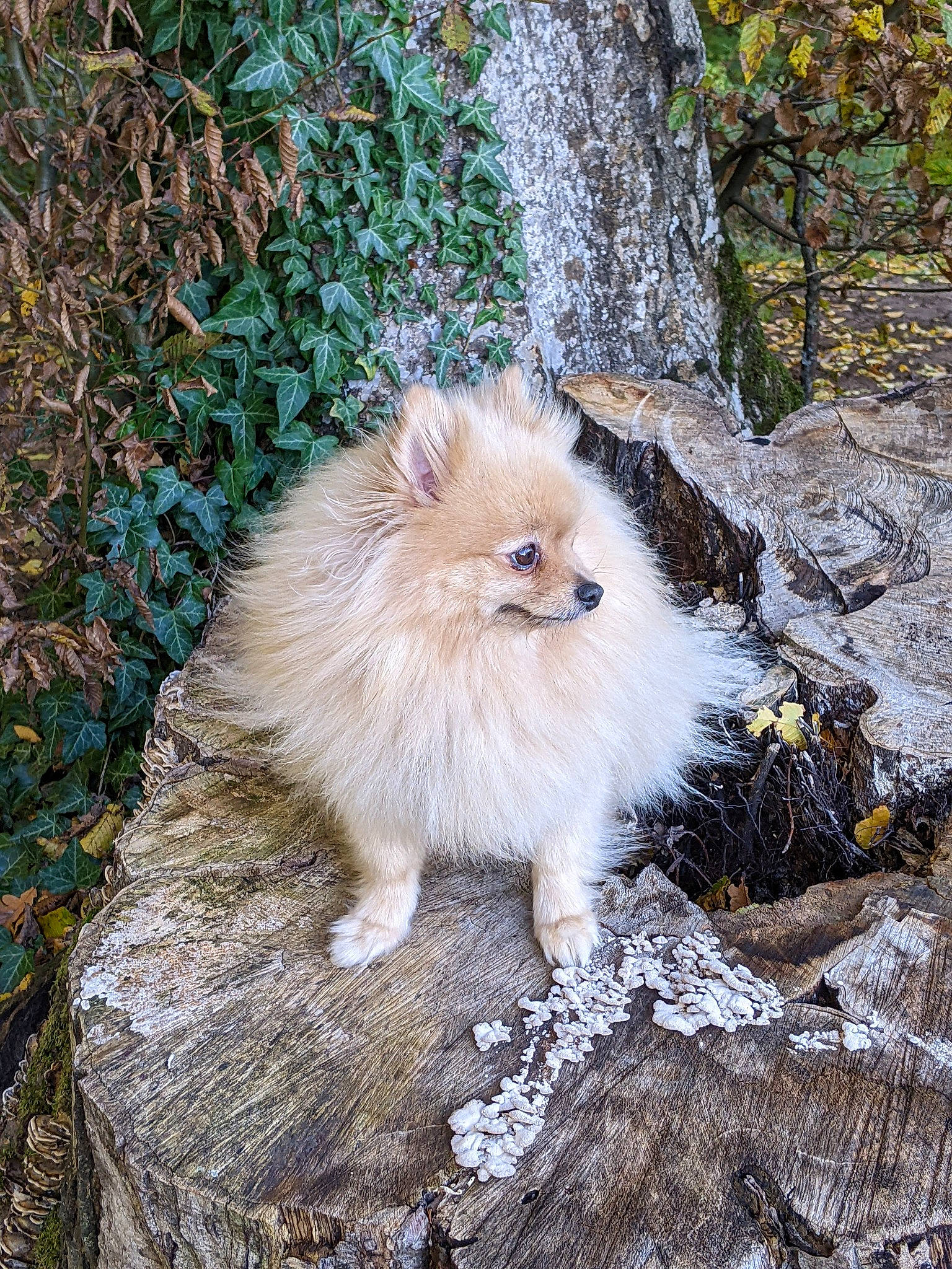 Nana Gerly a rejoint le concours — aidez-le/la à gagner de superbes lots ! canidae, carnivore, companion_dog, dog_breed, fawn, felidae, fur, langur, macaque, primate, small_to_medium_sized_cats, snout, tail, terrestrial_animal, tree, trunk, whiskers, wildlife, wood