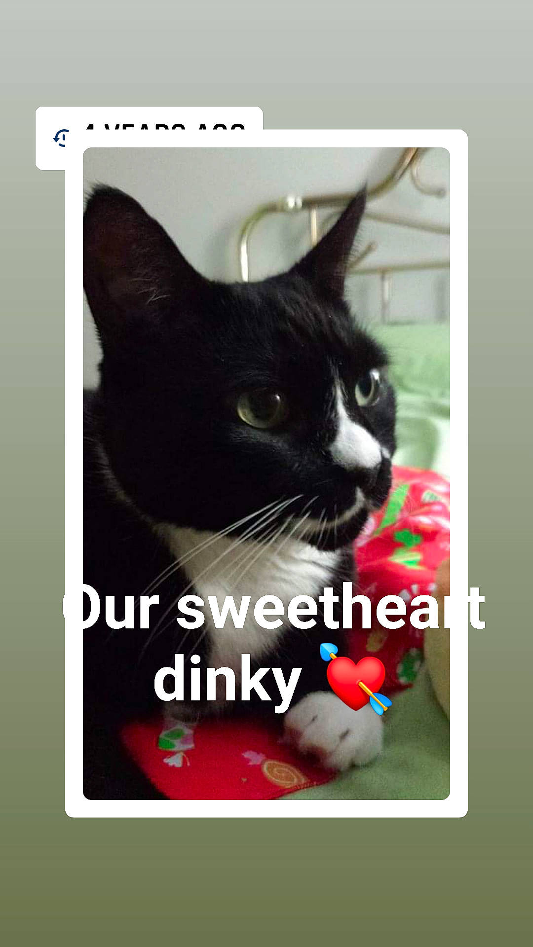 Dinky joined the competition — help win amazing prizes! black_cat, carnivore, cat, felidae, font, kitten, photo_caption, photography, small_to_medium_sized_cats, snout, square, whiskers