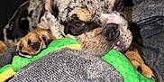 Mac is registered to the contest to win money with this photo: puppy, dog, brindle, toy, plush, snake_toy, blanket, paw, bite, couch, relaxed, indoor, pet, animal, cute, fur, collar, resting, playful, closeup