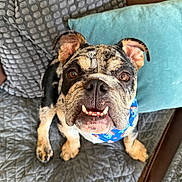 Mac is registered to the contest to win money with this photo: adorable, bandana, blanket, brindle_coat, brown_eyes, bulldog, closeup, couch, dog, indoor, looking_up, paws, pet, pillow, portrait, snout, textured_fabric, tongue, underbite, whiskers