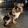 animal, bulldog, canine, clothing, cute, dog, domestic, ears, floor, fur, home, indoor, leather_couch, living_room, pet, portrait, puppy, sitting, wooden_floor, young
