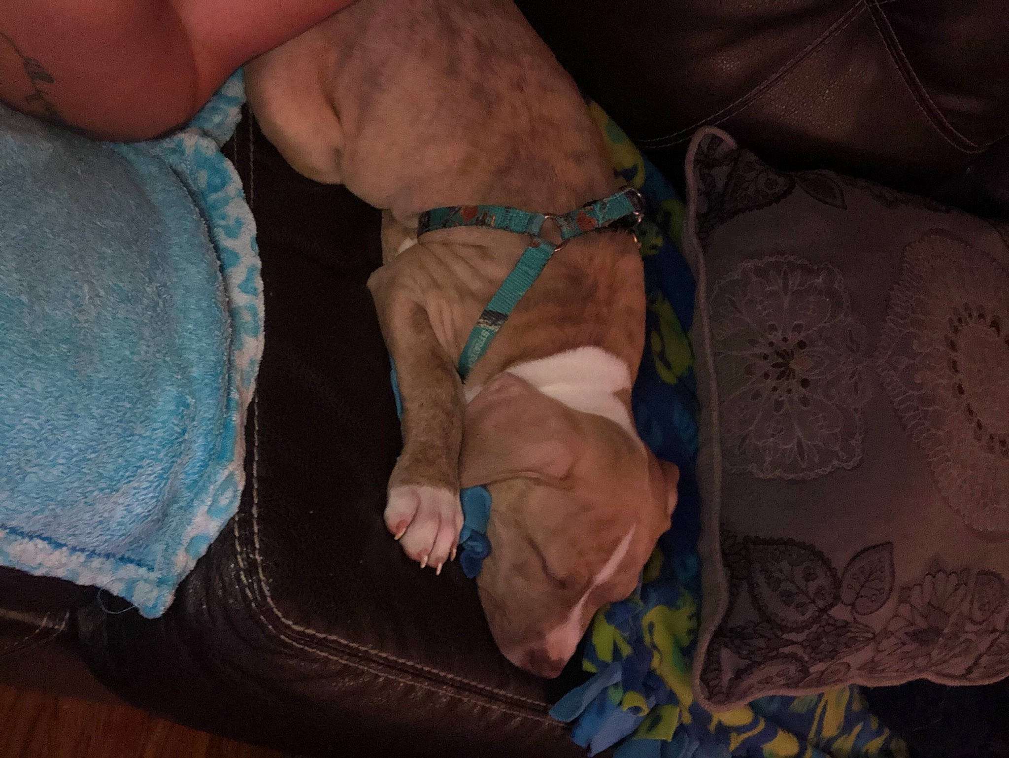 Rocky joined the competition — help win amazing prizes! blood_vessel, bracelet, collar, comfort, dog_breed, dog_collar, flesh, foot, human, joint, leather, toe, vein, wrinkle, wrist