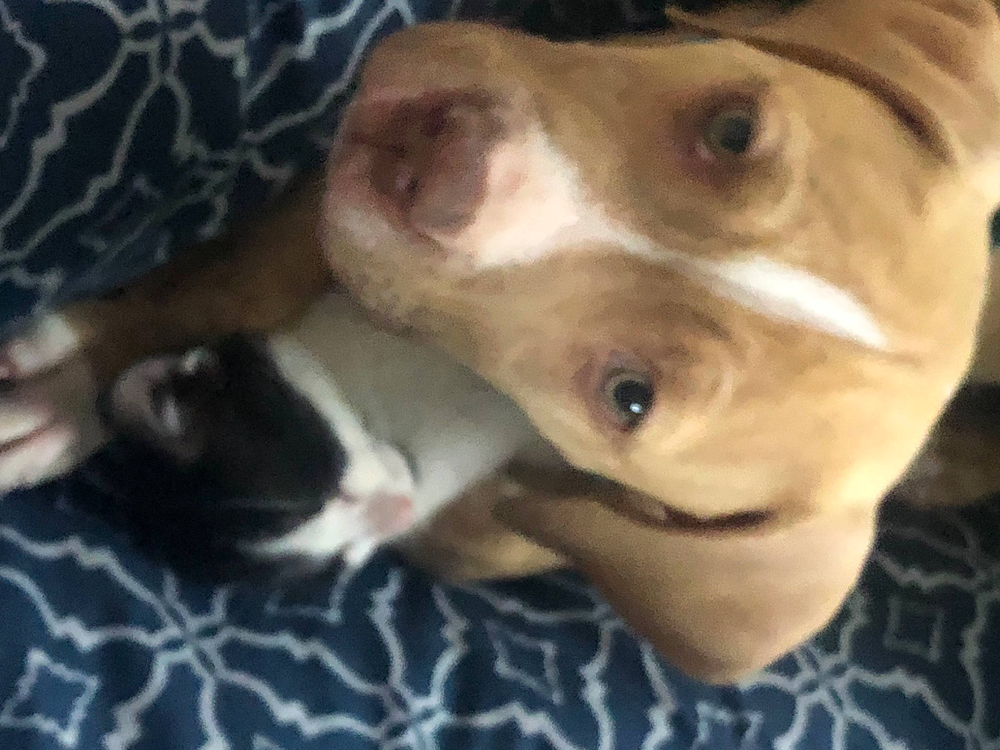 Rocky is registered to the contest to win money with this photo: canidae, carnivore, companion_dog, dog, dog_breed, fawn, mammal, non_sporting_group, puppy_love, selfie, skin, snout, sporting_group, vertebrate, whiskers, working_animal, working_dog