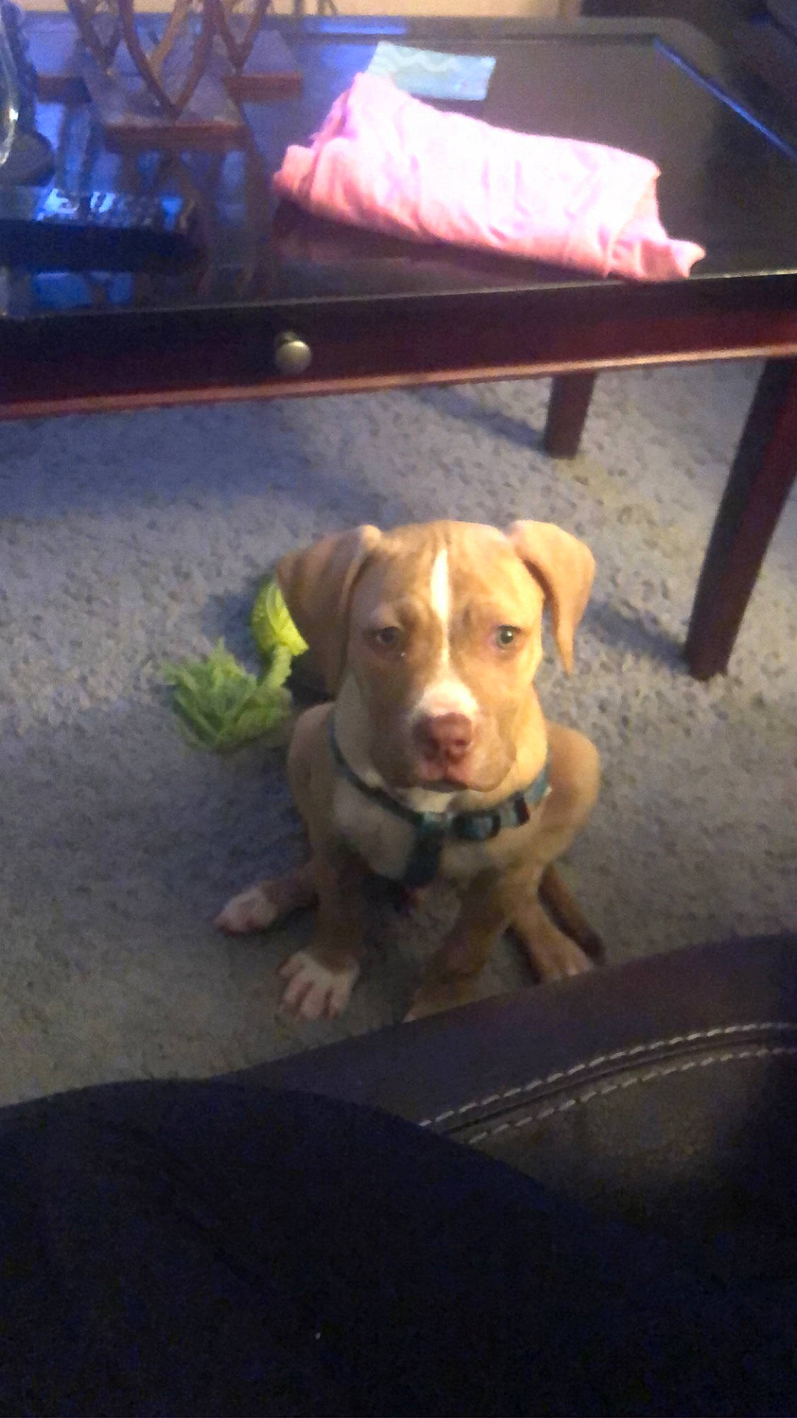 Rocky joined the competition — help win amazing prizes! canidae, carnivore, collar, companion_dog, dog, dog_breed, dog_collar, dog_supply, fawn, floor, gun_dog, hunting_dog, labrador_retriever, pet_supply, retriever, snout, sporting_group, tail, working_animal, working_dog