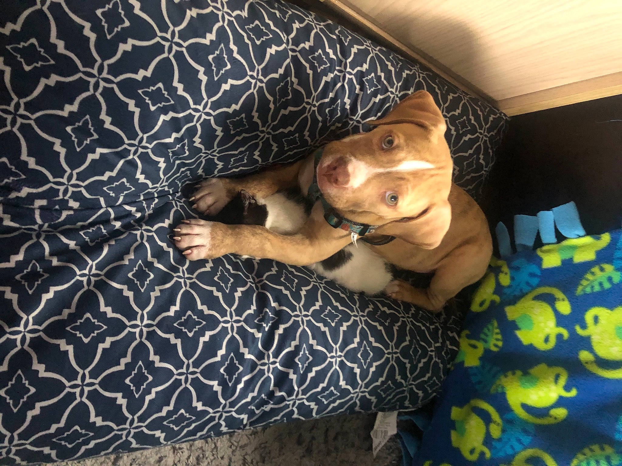 Rocky joined the competition — help win amazing prizes! canidae, carnivore, collar, companion_dog, dog, dog_breed, dog_supply, fawn, liver, pet_supply, snout, sporting_group, working_animal, working_dog