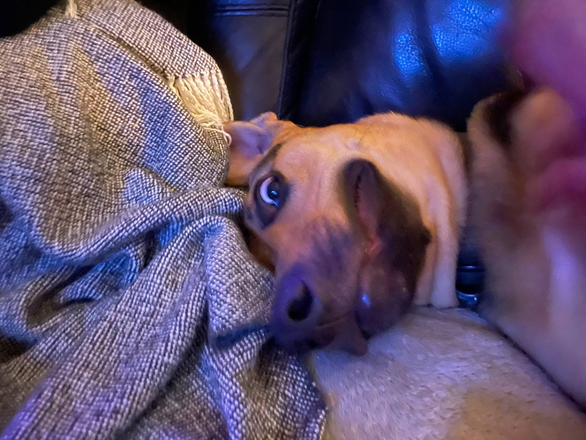 Apollo is registered to the contest to win money with this photo: canidae, carnivore, comfort, companion_dog, couch, dog, dog_breed, ear, electric_blue, fawn, fur, guard_dog, pattern, purple, sporting_group, whiskers